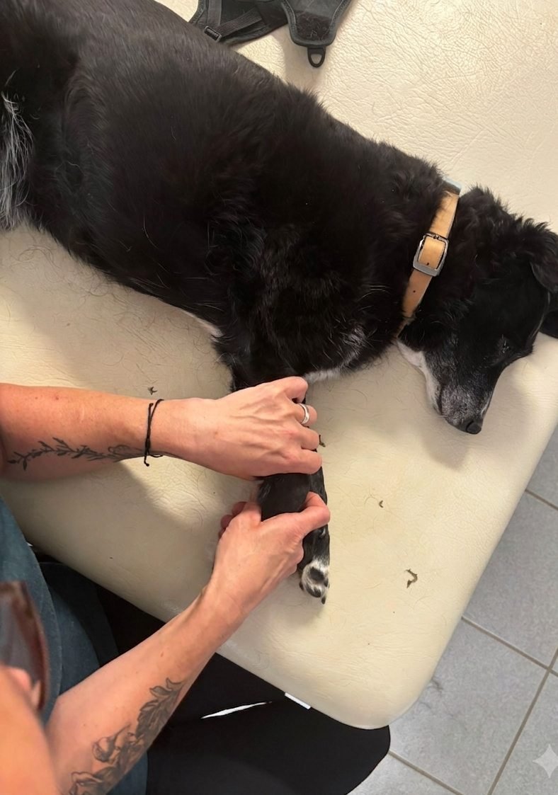 Nicole Hartwich bei der physiotherapeutischen Behandlung eines Hundes